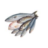 Fish